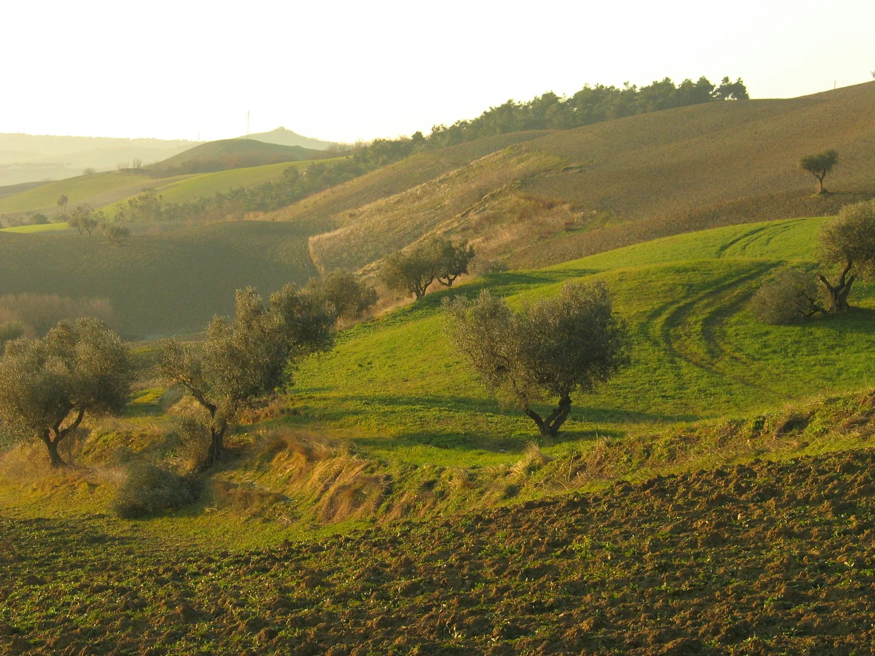 Land development in Moghra