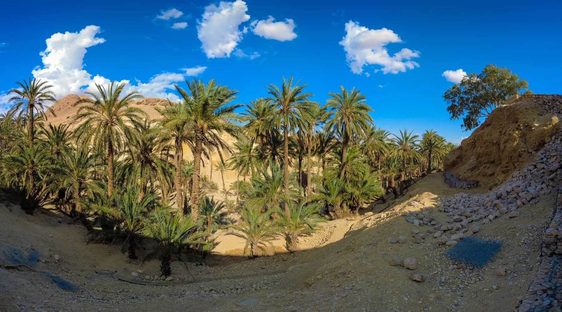 Date palm plantation